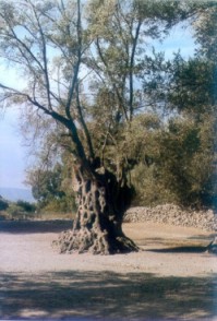 olivenbaum